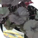 Leopard Plant - Product photo