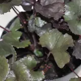 Leopard Plant - Reference photo