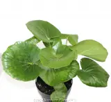 Tractor Seat Plant - Product photo