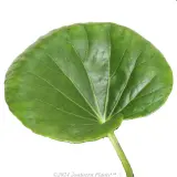Tractor Seat Plant - Reference photo