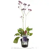 Blue Statice - Plant photo