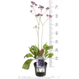 Blue Statice - Product photo