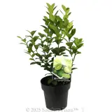 Lime Sublime - Plant photo