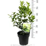 Lime Sublime - Product photo