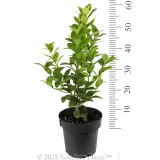 Lime Sublime - Reference photo