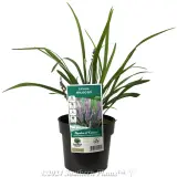 Big Blue Lilyturf - Plant photo