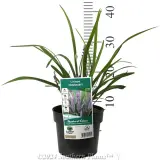 Big Blue Lilyturf - Product photo