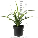 Big Blue Lilyturf - Reference photo