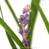 Big Blue Lilyturf - Detail photo