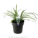 Evergreen Giant Liriope - Plant photo