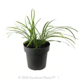 Evergreen Giant Liriope - Alternate photo