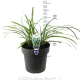 Evergreen Giant Liriope - Product photo