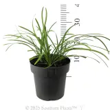 Evergreen Giant Liriope - Reference photo