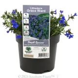 Grace Ward Lithodora - Plant photo