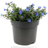Grace Ward Lithodora - Alternate photo