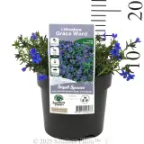 Grace Ward Lithodora - Product photo
