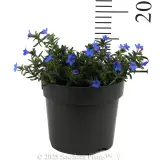 Grace Ward Lithodora - Reference photo