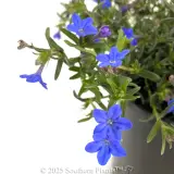 Grace Ward Lithodora - Detail photo