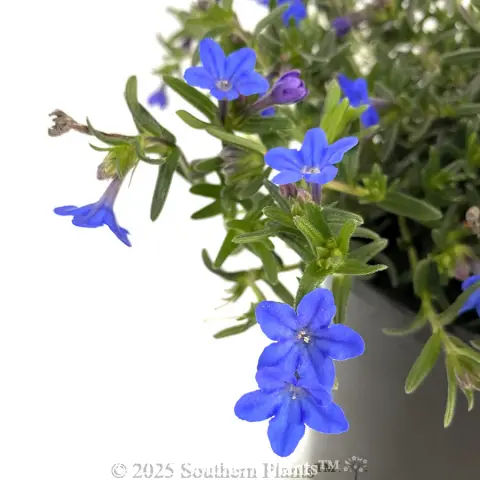Grace Ward Lithodora