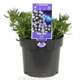 Light Blue Lithodora - Primary
