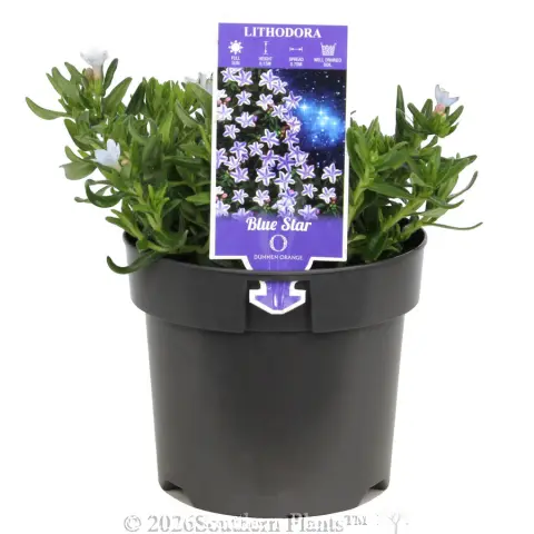 Light Blue Lithodora