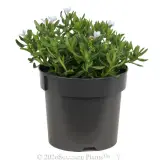 Light Blue Lithodora - Alt