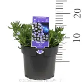Light Blue Lithodora - Pack