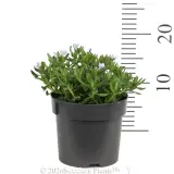 Light Blue Lithodora - Ruler