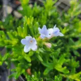 Light Blue Lithodora - Detail
