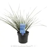 Bloomin' Bloo® Lomandra - Plant photo