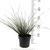 Bloomin' Bloo® Lomandra - Reference photo