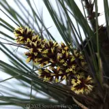 Bloomin' Bloo® Lomandra - Detail photo