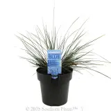 Bloomin' Bloo® Lomandra - Plant photo