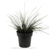 Bloomin' Bloo® Lomandra - Alternate photo