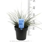 Bloomin' Bloo® Lomandra - Product photo