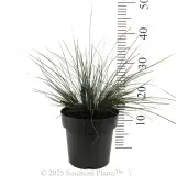 Bloomin' Bloo® Lomandra - Reference photo