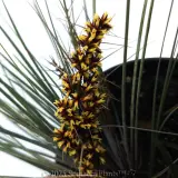 Bloomin' Bloo® Lomandra - Detail photo