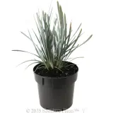 Blue Ridge™ Lomandra - Alternate photo