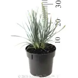 Blue Ridge™ Lomandra - Reference photo