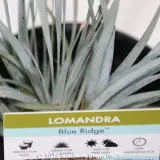 Blue Ridge™ Lomandra - Detail photo
