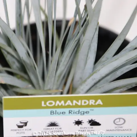 Blue Ridge™ Lomandra