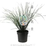 Frosty Top - Product photo