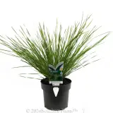 Lomandra Lady Tanika® - Plant photo