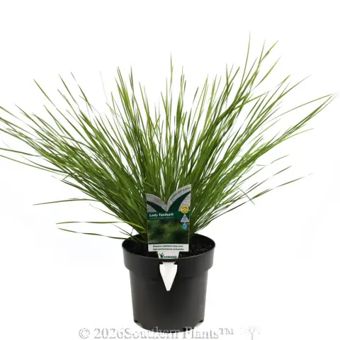 Lomandra Lady Tanika®