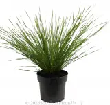 Lomandra Lady Tanika® - Alternate photo