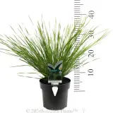 Lomandra Lady Tanika® - Product photo