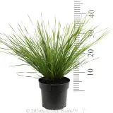 Lomandra Lady Tanika® - Reference photo