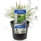 Lomandra 'Little Con' - Product photo