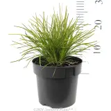 Lomandra 'Little Con' - Reference photo