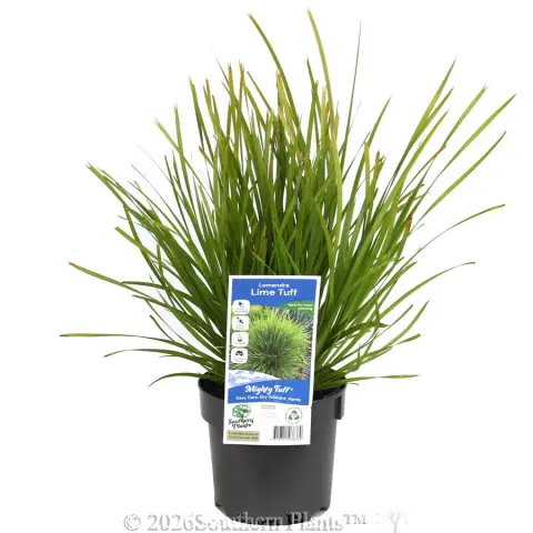 Lomandra Lime Tuff